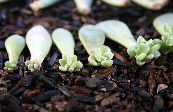 succulent babies on soil