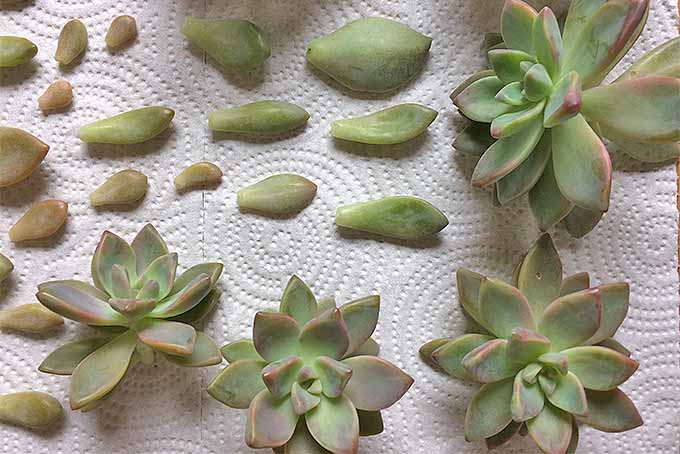 succulent cuttings and leaves drying