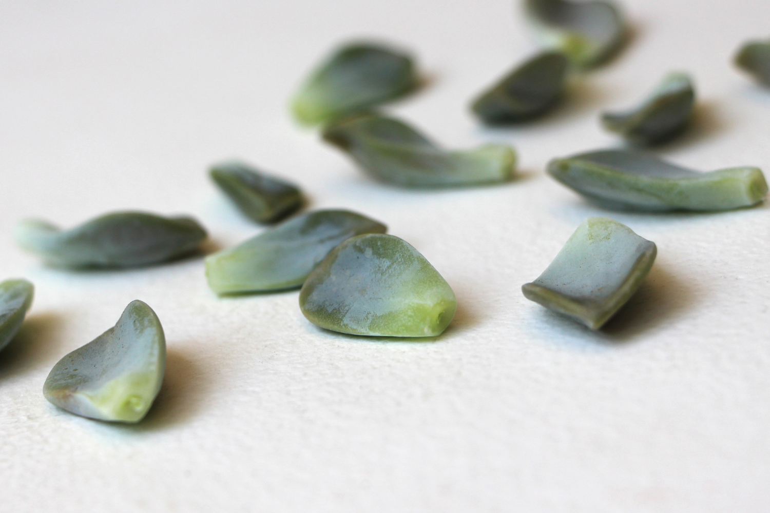 succulent leaves drying