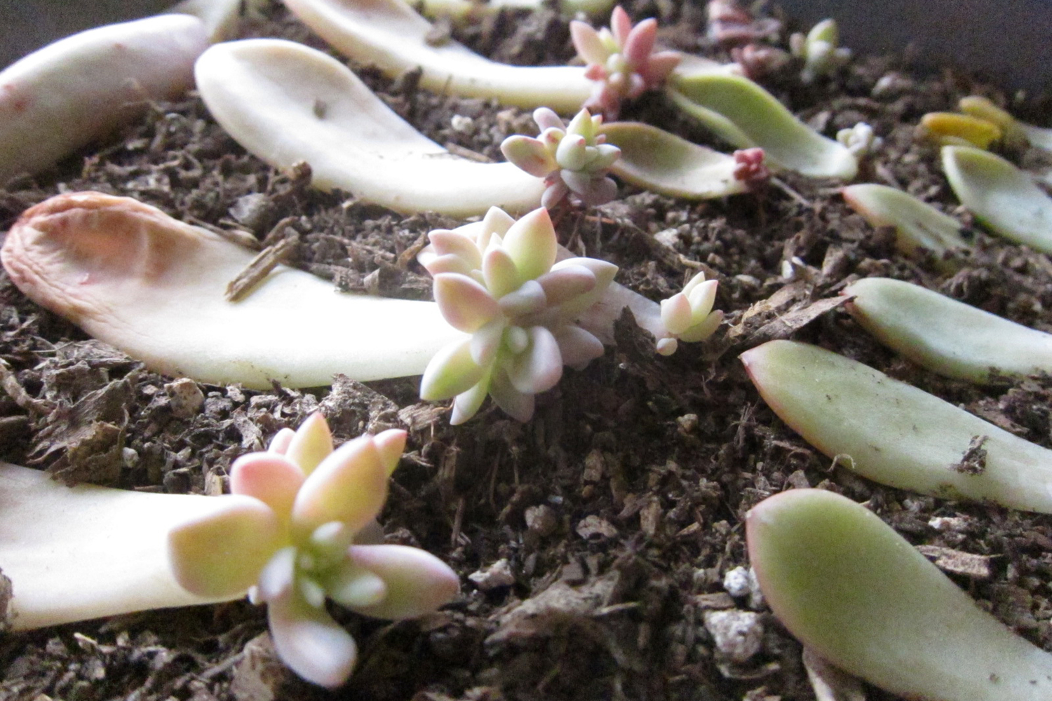 succulent babies growing